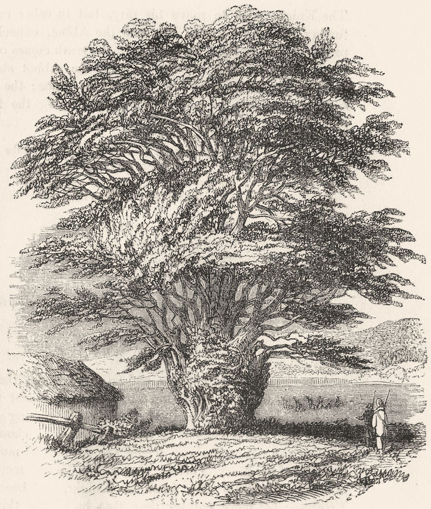 YORKS. Yew-tree, Fountains Abbey, Ripon  1845 old antique print picture